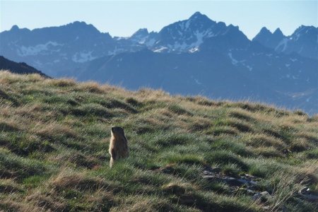 Marmotte au pied de la Cime de Voga