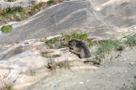Instant marmottes
