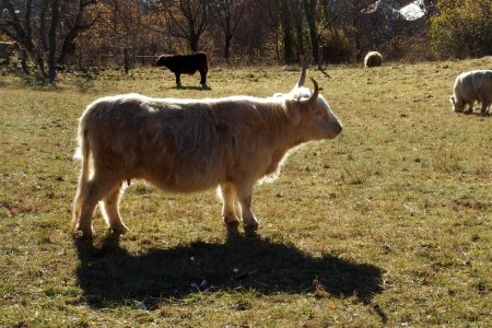 Highland Cattle... après celles vues récemment dans le Dévoluy, cette race semble «à la mode» !