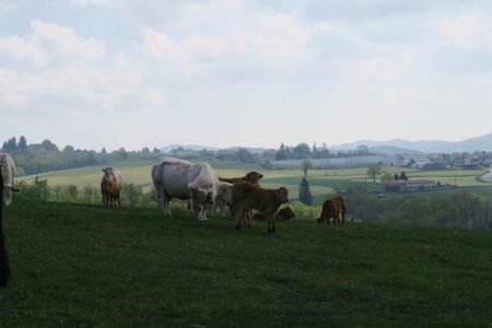 Famille bovine !