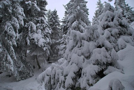 Ambiance hivernale dans la forêt du Belchen.