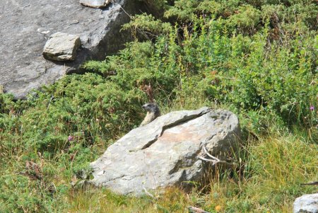 Une autre marmotte sentinelle rencontrée peu avant de franchir la Zmuttbach