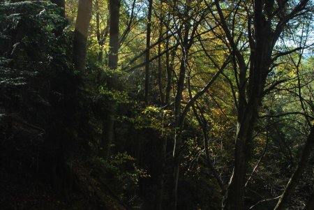 Jeux d’ombre et de lumière en forêt lors de la traversée plein nord pour rejoindre le départ de la randonnée