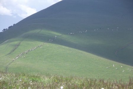 Zoom sur les pentes de La Peyrouse, où des vaches sont en randonnée... ou en procession ?