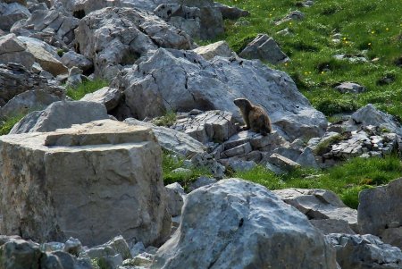 Jeune marmotte