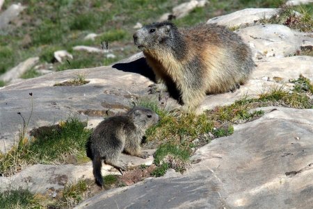 Instant marmottes