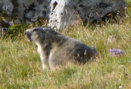 Grassouillette marmotte