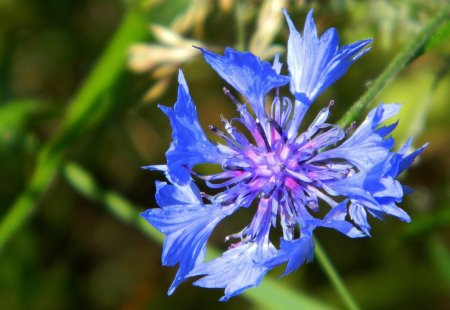 Centaurea cyanus (bleuet des champs)
