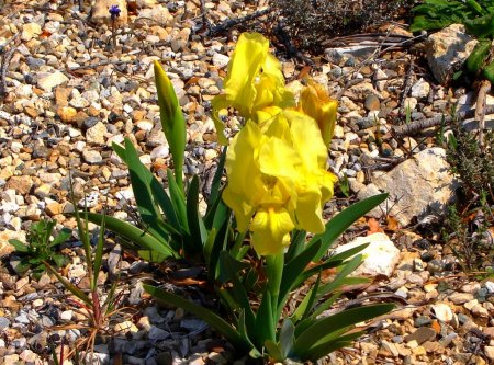 Iris Sauvage de Provence.