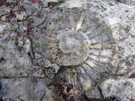 Empreinte d’ammonite