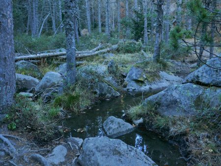 Dans la forêt de pins anciens : un paysage d’eau, de rochers et d’écorces