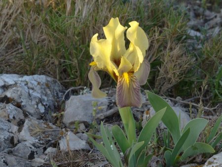 Nombreux iris nains sur le sommet, jaunes...
