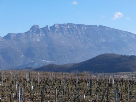 Les vignes de Jongieux et le mont du Chat.