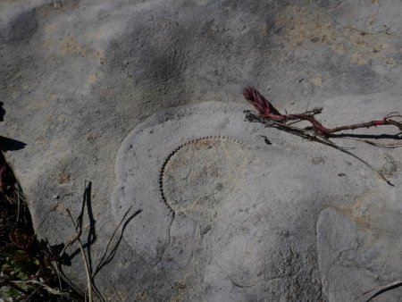 Au flanc de Banette : étrange empreinte de fossile, totalement inidentifiée