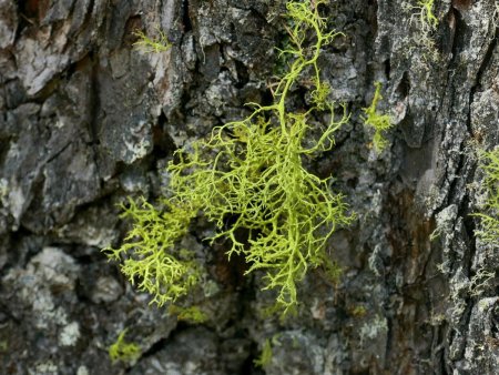 Ce lichen presque fluo est quasiment spécifique au mélèze (Letharia vulpina)