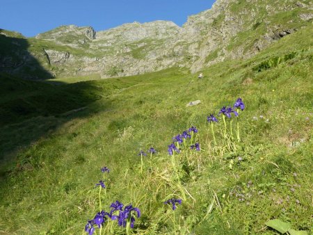 Iris sauvage des Pyrénées.