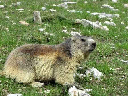 Autour de l’Orgère, on peut normalement observer de nombreuses marmottes.