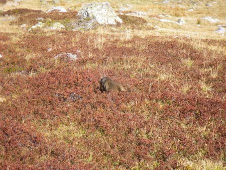 Marmotte dans les myrtilles