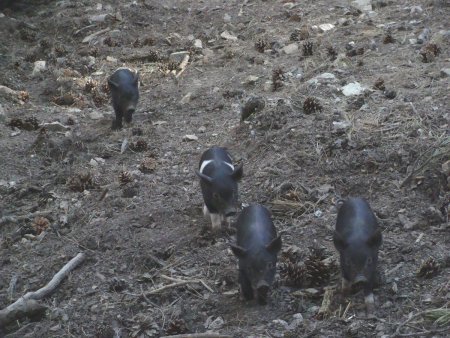 Les cochons sauvages très nombreux dans le secteur du Col du Verghiu.