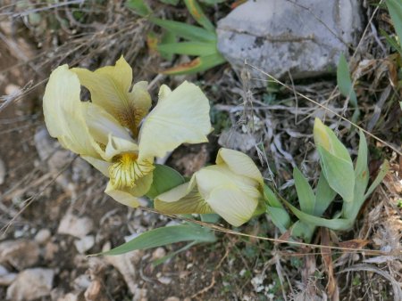Iris lutescens (sur les terrasses rocheuses en bordure de falaise)
