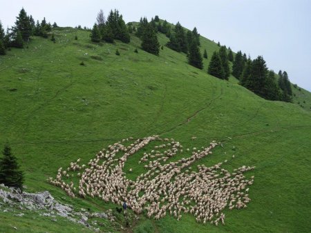 Le troupeau de moutons sur les pentes de Pravouta.