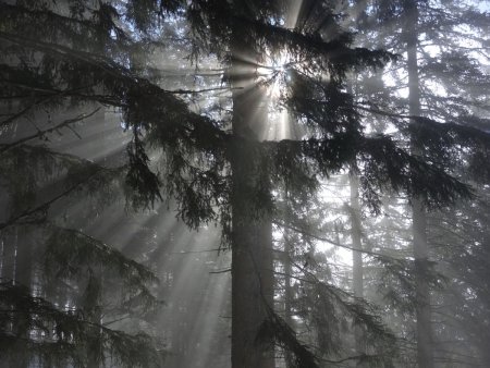 Les premiers rayons de soleil durant la montée en forêt.