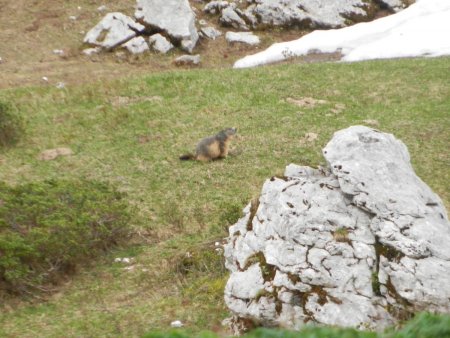 Les marmottes sont déjà de sortie dans le Vallon de Marcieu