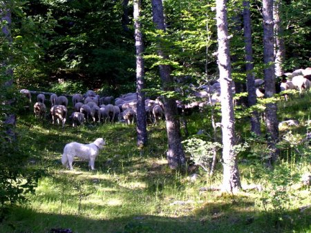 Les moutons et un chien patou au mont-Serein