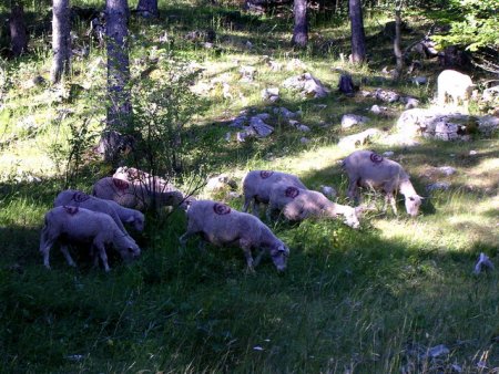 Des moutons au Mont-Serein