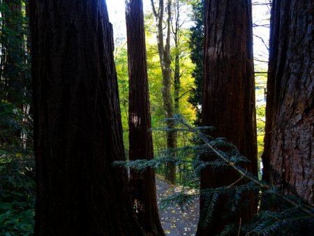 Les séquoias.