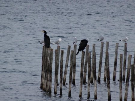 Grands cormorans et mouettes