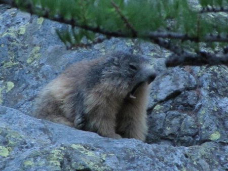 Marmotte matinale.