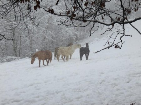 chevaux sous la neige