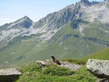 Séance d’u.v. pour Dame Marmotte face au Col et au Rocher de Sarvatan (alt. 2.510 m)