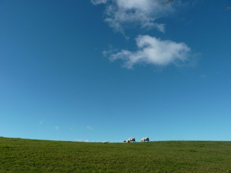 Vaches dans les champs.