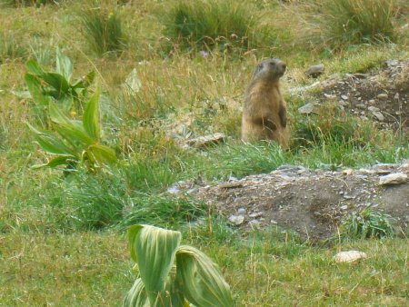 Marmotte  aux aguets