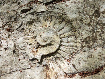 Une des empreintes d’ammonite