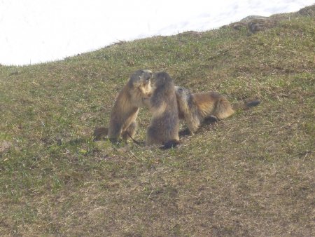 Marmottes encore