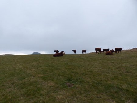 Accompagnés des vaches sur le sentier