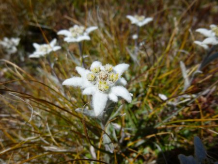 Mes premiers edelweiss !