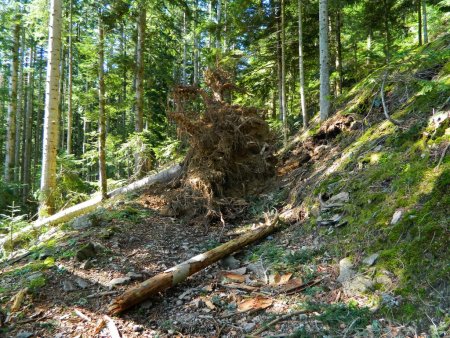 Entre la grosse chute de neige lourde et la tempête de vent, la forêt a subi des dégâts.