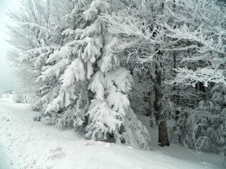 Les arbres croulent sous la neige et le givre.
