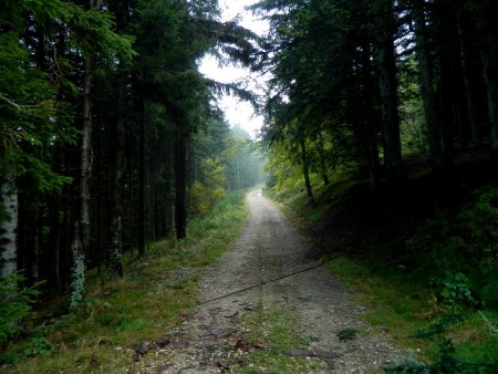 La piste forestière au départ du Rot.