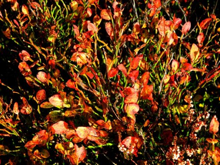 Myrtillier en automne.