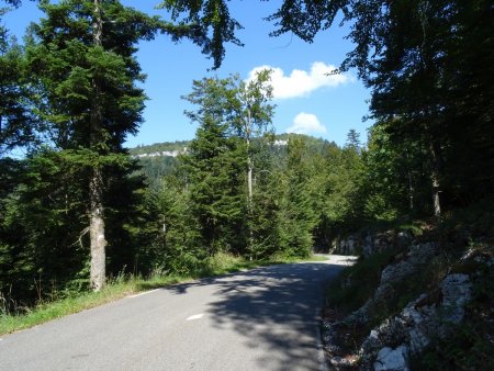 Route forestière de Belledigue