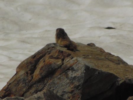 Marmotte isolée