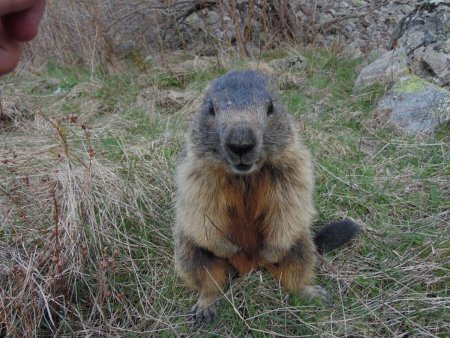 Marmotte en quête de nourriture