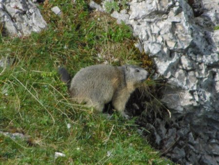 Marmotte dodue