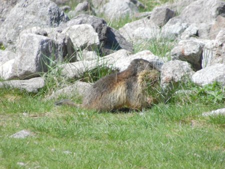 Marmotte affairée