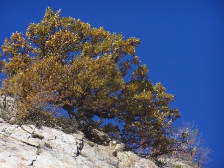 Le Chêne au sommet de la paroi en automne.